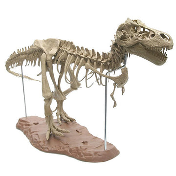 4D dinosaur skeleton model and 65 parts collection